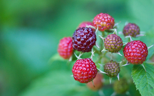 499509 (a): :1680x1050